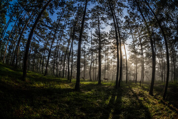 Wall Mural - Morning with beautiful scenery, sunlight shining through the pine tops, under the trees the horses go looking for food