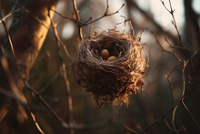 View Of Bird Eggs In A Nest On A Tree