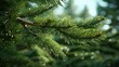pattern of fir branches in a dense forest or with Christmas or New Year's toys. Emphasize lush greenery and the play of light and shadow on the needles.