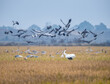 winter field view of migratory birds