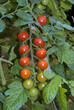 Lycopersicon esculentum 'cerise cocktail', Tomate