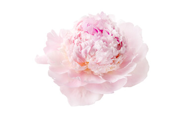 Wall Mural - pink peony isolated on white background