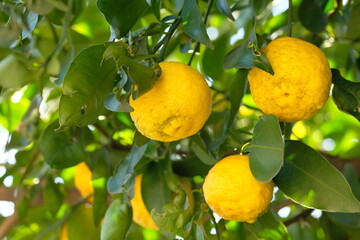 Wall Mural - fruits of Yuzu on the branch