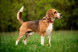 Fototapeta  - Pies rasy beagle podczas spaceru