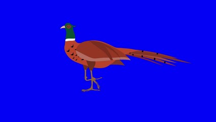 Wall Mural - cartoon pheasant walking animation on blue  screen