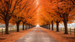 Autumn trees lining driveway