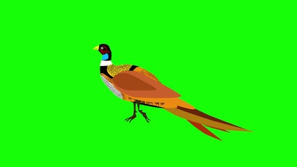 Wall Mural - cartoon pheasant walking animation on green screen