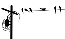 Silhouette Of A Group Of Swallows Sitting On A Power Pole Cable On A White Background. Blackbird Perched. Vector Illustration