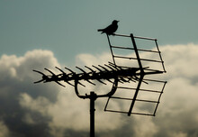 Bird On An Antenna
