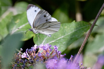 Wall Mural - Piéride du chou - Pieris brassicae - lépidoptères - papillons