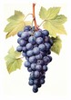 grapes hanging vine violet bureau engraving printing white silver poster etching