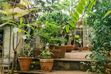 Wall Mural - tropical plants in pots in a large vintage greenhouse