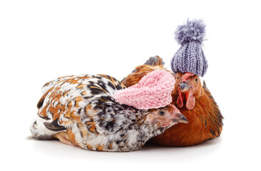 Canvas Print - Two chickens in warm hats.