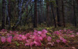 Beautiful landscape with a foggy autumn forest with colorful leaves in mountains