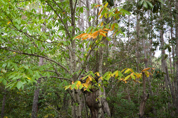 Chestnut tree branch with different coloured leaves in autumn. Autumn concept and orange colours.