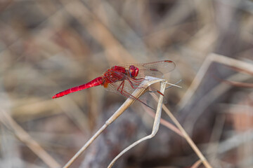 Wall Mural - male red-veined dropwing, (Trithemis arteriosa), perched on dry grass