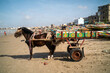 Une charrette de transport sur la plage de Yoff dans la ville de Dakar au Sénégal en Afrique