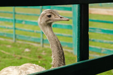 Head Of An Ostrich Close-up. An Ostrich Bird That Does Not Fly Is On An Ostrich Farm.