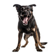 Dangerous ferocious mad dog can spread rabies PNG transparent background