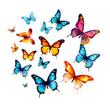 Fototapeta Motyle - set of butterflies