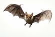 Small airborne mammal with brown fur, identified as a little brown bat, shown flying alone against a white background. Generative AI