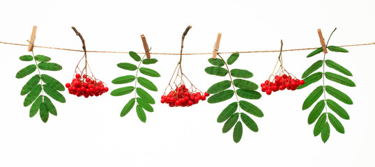 Wall Mural - autumn banner with rowan berries, red fruits and green leaves isolated on white background, top view, flat lay. Creative pattern, autumn background