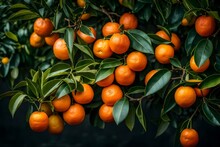 A Tangerine Tree Adorned With Bright, Easy-to-peel Tangerines