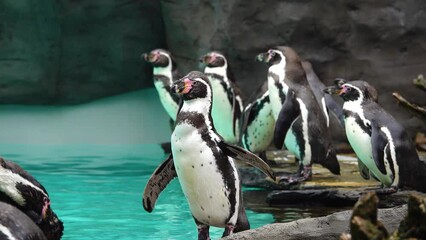 Poster - humboldt penguin standing on rocks by the water