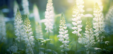 Beautiful White Lupine Flowers On A Blurry Background Morning Sunrise Macro. Colorful Bright Artistic Image With A Soft Focus.