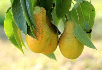 Wall Mural - Pears ripen on the tree branch.