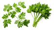 Healthy parsley leaves isolated on a transparent background