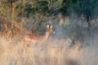 Black-nosed Impala hiding in the tall grass