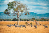 Fototapeta Konie - Wild Giraffes and zebras together