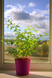 Fototapeta Tulipany - Decorative indoor nightshade in a pot stands on a windowsill illuminated by the sun's rays against the backdrop of the autumn landscape outside the window.