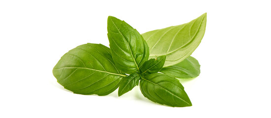 Wall Mural - Sweet Basil leaves, fresh condiments, isolated on white background.