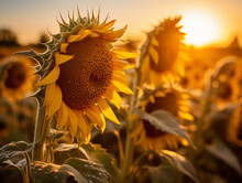 Sunflowers In A Field, Intricate Details Of Seeds And Petals, Golden Backlight