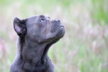 Wall Mural - Cane Corso dog 