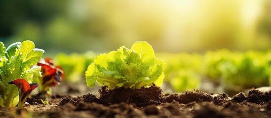 Poster - Organic vegetable gardening in an eco friendly greenhouse With copyspace for text