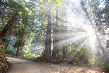 Canvas Print - Beams