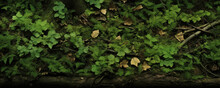 Texture Of A Forest Floor Covered In A Sea Of Verdant Green, Interrupted Only By Occasional Patches Of Soil And Fallen Leaves.