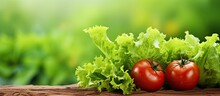 Safe Vegetable Garden With Fresh Tomato And Lettuce With Copyspace For Text