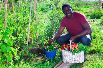 Wall Mural - Portrait of African male amateur farmer with gathered vegetables and greens in garden