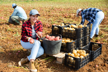 Wall Mural - Positive female seasonal worker engaged in potato harvesting on vegetable farm land