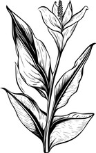 Canna Lily Flower Cartoon