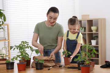 Canvas Print - Mother and daughter planting seedlings into pot together at wooden table in room