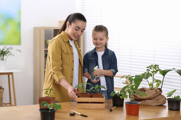 Canvas Print - Mother and daughter spraying seedling in pots together at wooden table in room