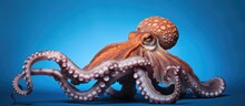 Common Octopus With Blue Background In A Specific Image