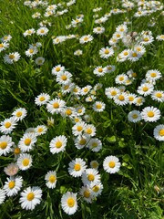 Poster - Beautiful white daisy flowers and green grass growing in meadow