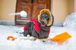dachshund dog are playing snowball in courtyard of house Pet, dressed in warm clothes, opened mouth in horror, excitement winter leisure in snowdrifts, family fun Snowball flies in face