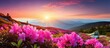 Summer mountain with enchanting pink rhododendron blooms
